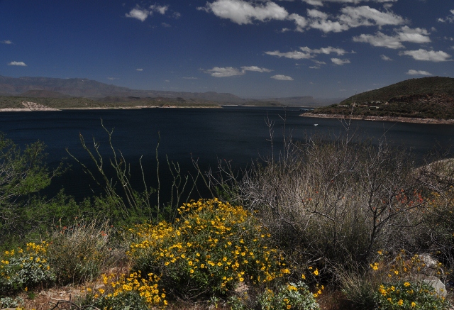 spring flowers on Lake Roosevelt